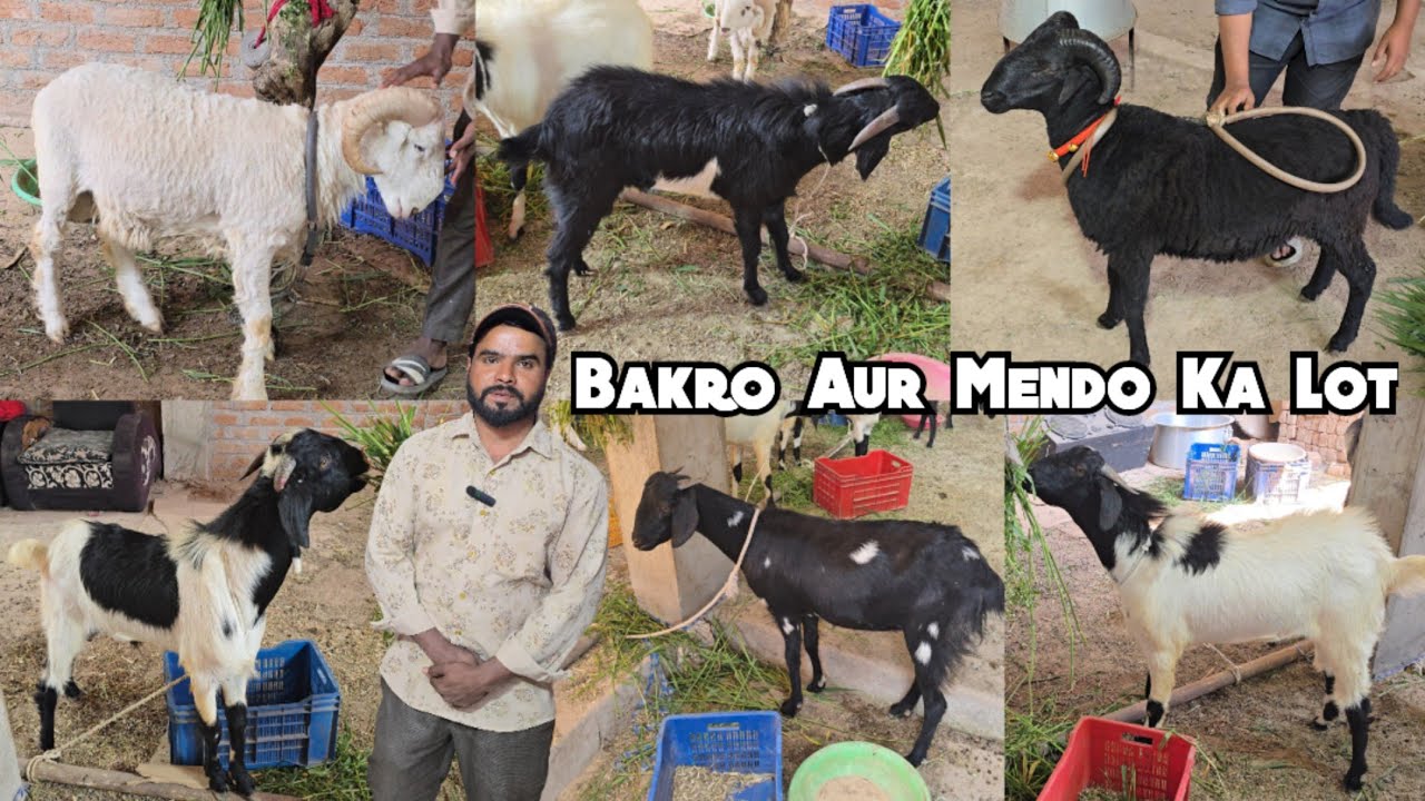 Chance Ka Lot Of Osmanabadi Goats & Vilayati  Rampuri Menda Available in Hyderabad | Saste Bakriya