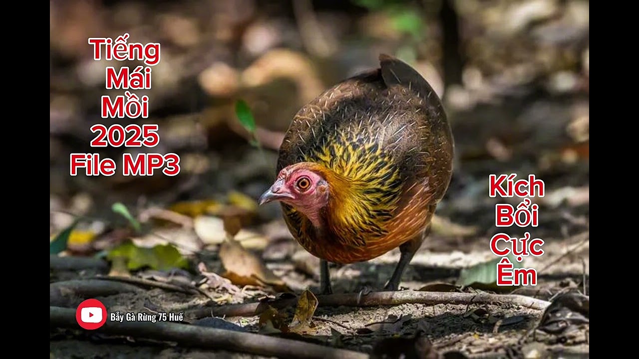 Tiếng Gà Mái Rừng Gọi Trông 2025 File MP3 | Kích Bổi Cực Êm Không Tạp Âm - Bẫy Gà Rừng 75 Huế