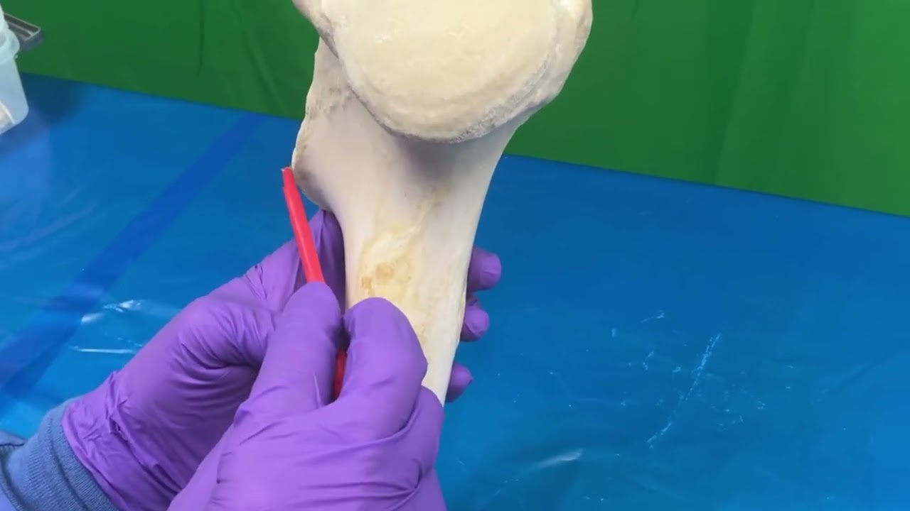 Equine and Bovine Humerus