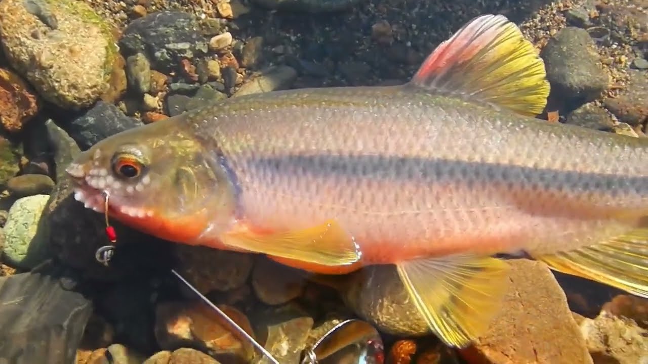 川魚をルアーで釣る。カワムツ編16　真夏の早朝の釣り　 Lure fishing for 