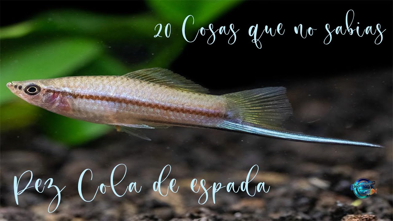 20 Cosas que no sabias del Pez cola de espada (Xiphophorus Hellerii)