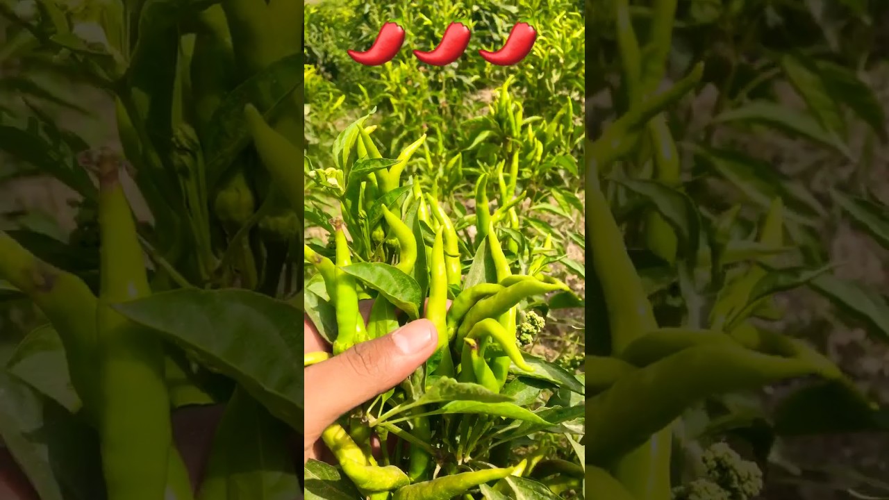 Chilli Garden 😍😍😍🌶 #youtubeshorts #shorts #chill #viral