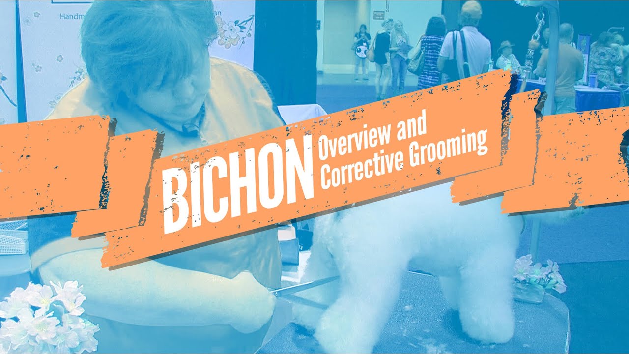 Bichon Overview and Corrective Grooming by Olga Zabeliskaya