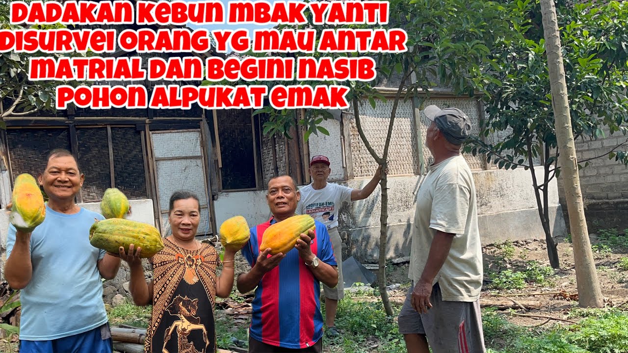 DADAKAN KEBUN MBAK YANTI DI SURVEI ORANG BUAT NGIRIM MATRIAL DAN BEGINI NASIB POHON ALPUKAT EMAK