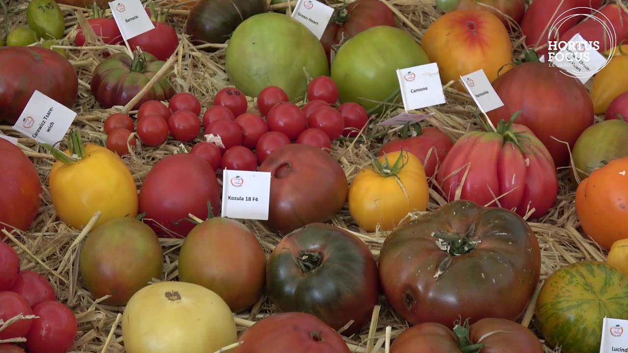 Créations végétales : les Tomatophiles, 4000 variétés de tomates