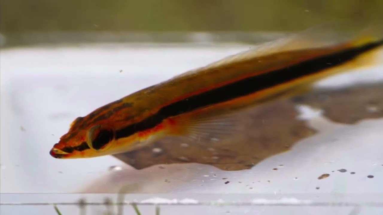 Lugubria ternetzi et multispinosa