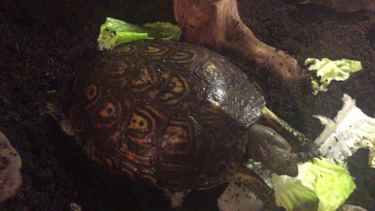 Central American Wood Turtle Care