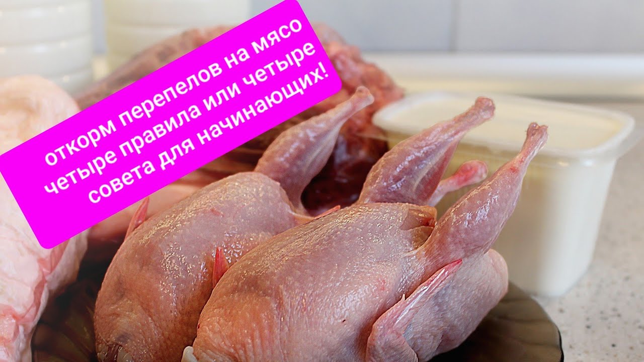ОТКОРМ ПЕРЕПЕЛОВ НА МЯСО (четыри совета или четыри правила для начинающих)