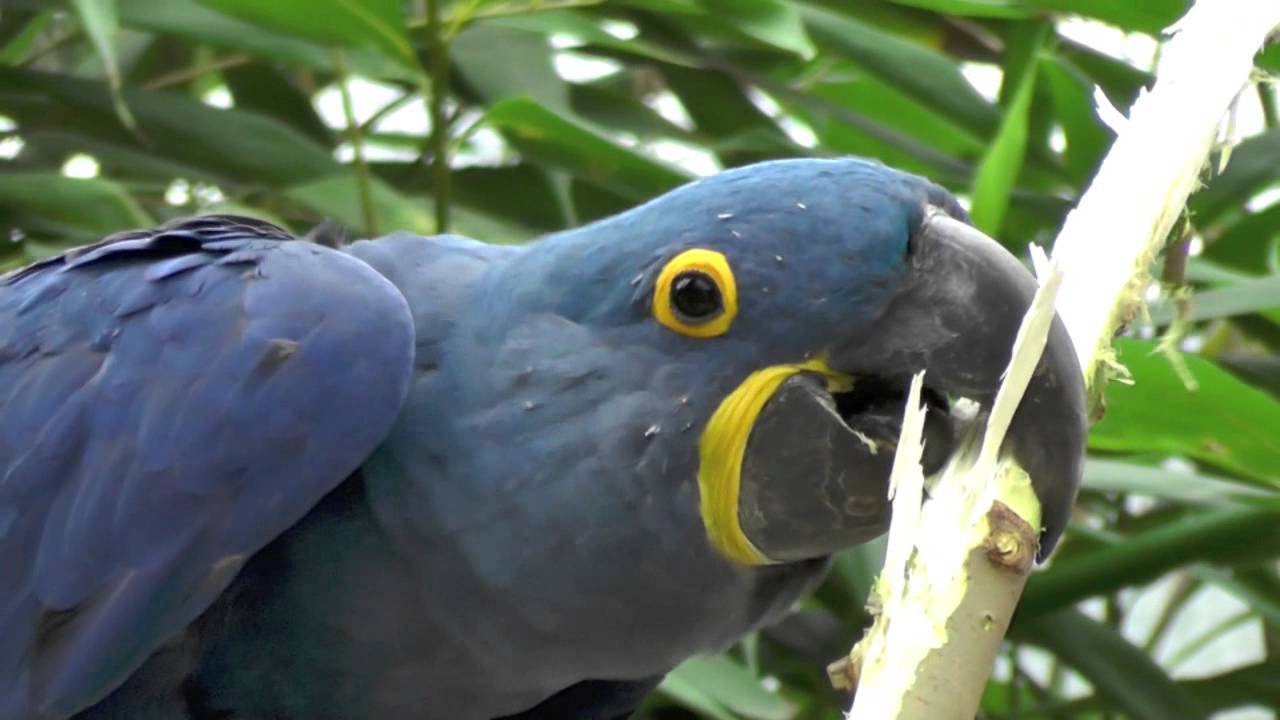 Hyazinthara Schnabeleinsatz