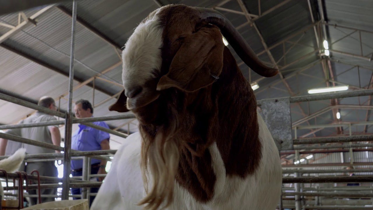 Boer Goat World Show Auction