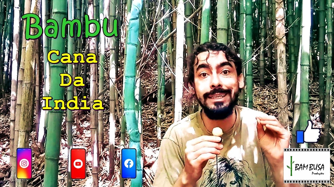 Bambu Cana da Índia [ORIGEM-FUNÇÃO-COLHEITA]