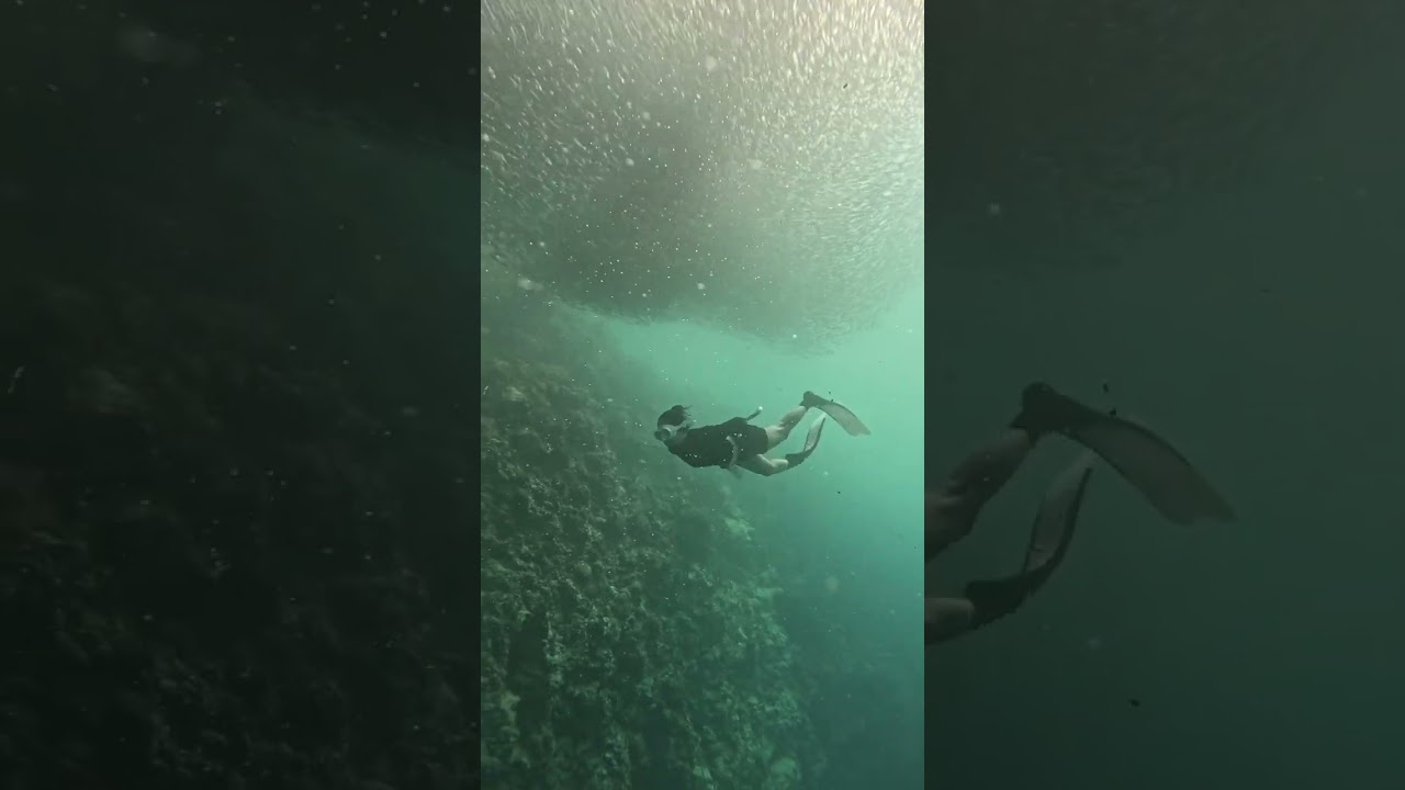 Birthday DIVE - Moalboal, Cebu