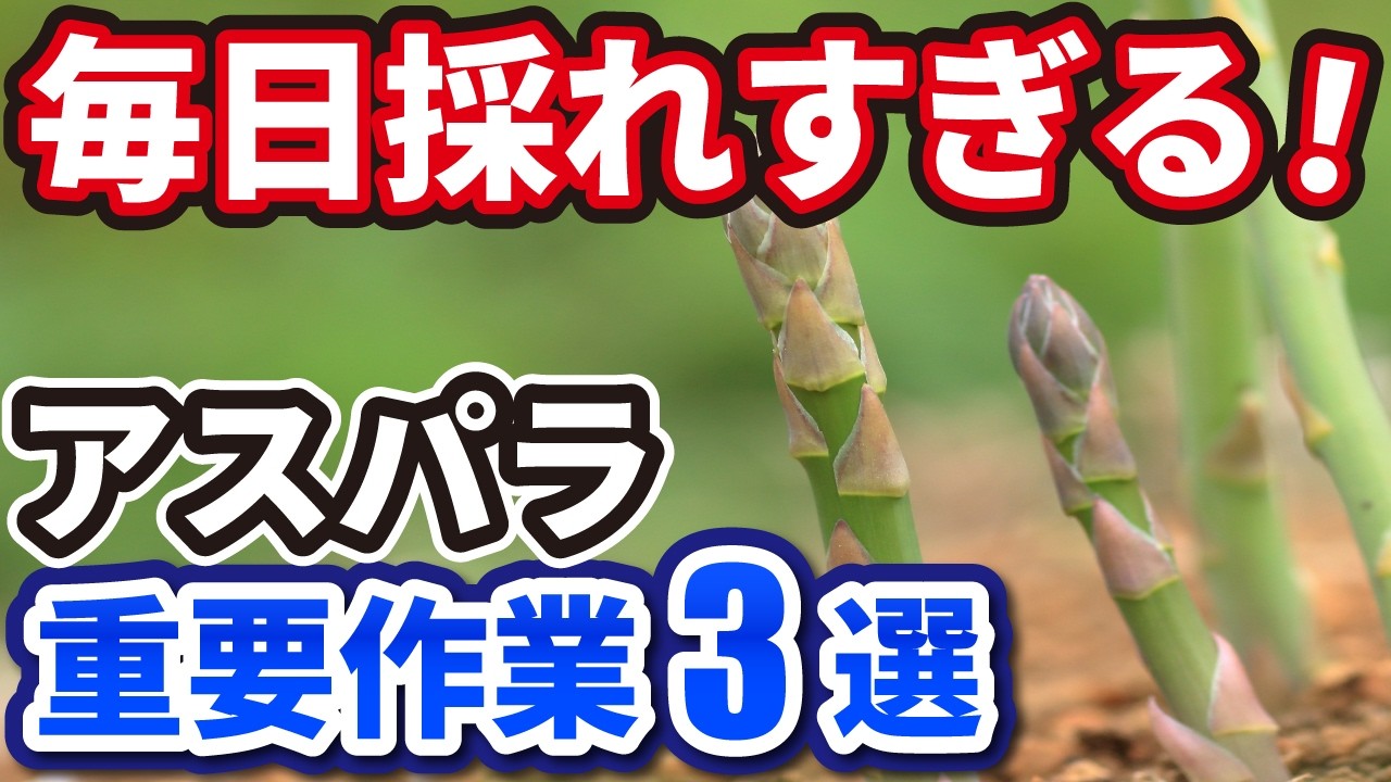 【春のアスパラガス】太くて立派に育てる3つのポイント