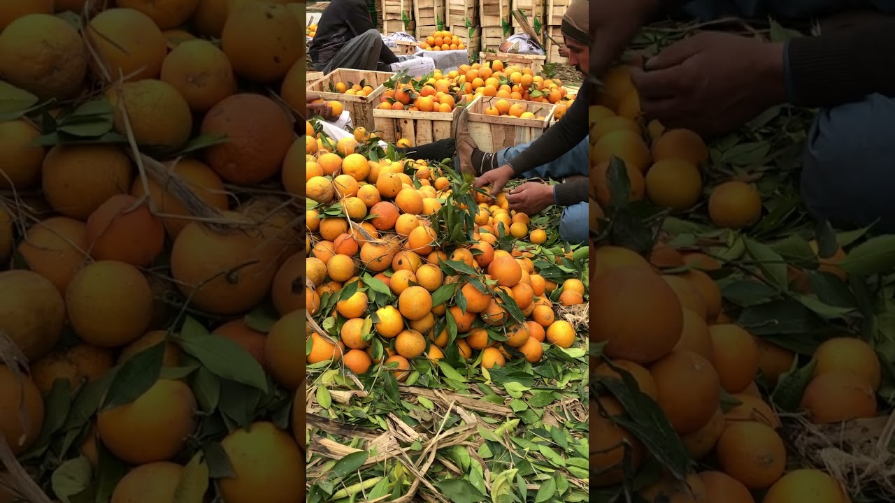 wow pakistani malta || PALAY MALTA || ytshorts || 2023