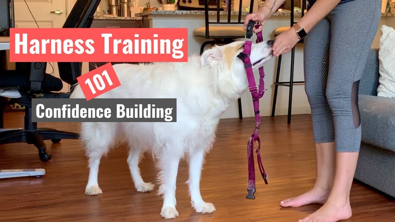 Harness Training Your Dog