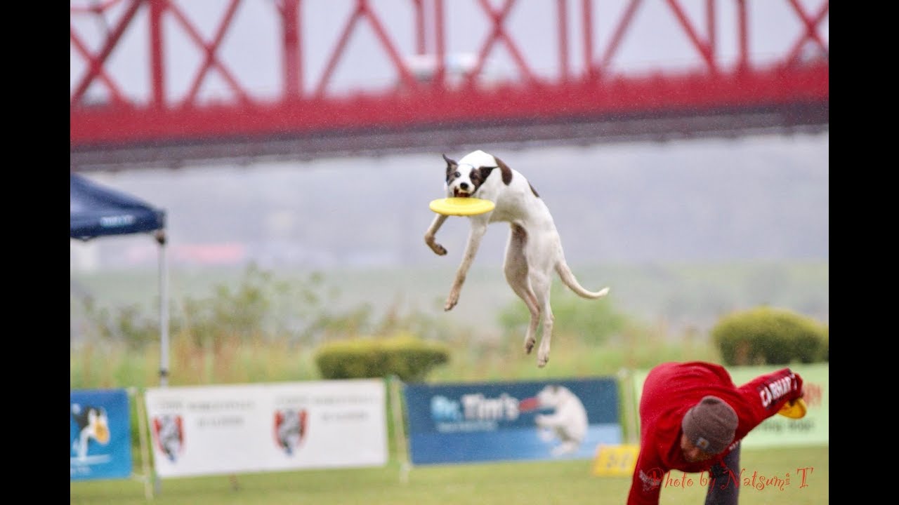 四万十ディスクドッグカップ2018 Simanto DiscDog Cup2018 Top15