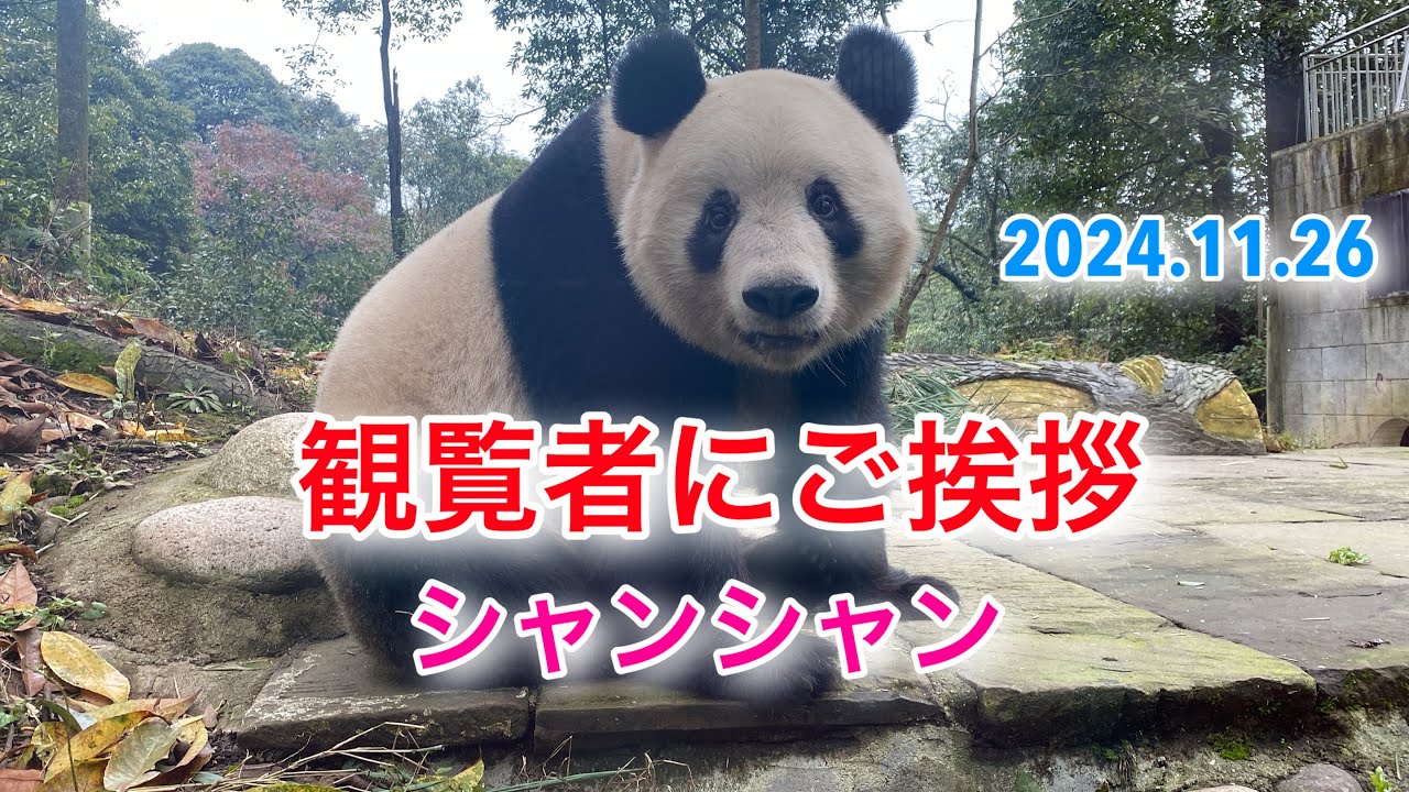 2024.11.26 観覧者にご挨拶を欠かさないシャンシャン　　　画質はご自分で調整出来ます　#シャンシャン #雅安熊猫基地 #giantpanda #xiangxiang