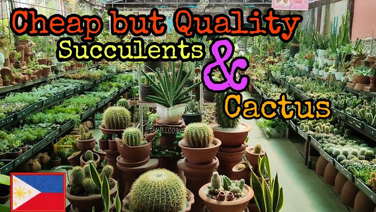 Succulent and Cactus Shop Philippines | Cheap Quality Pots | Cheap Quality Plants.