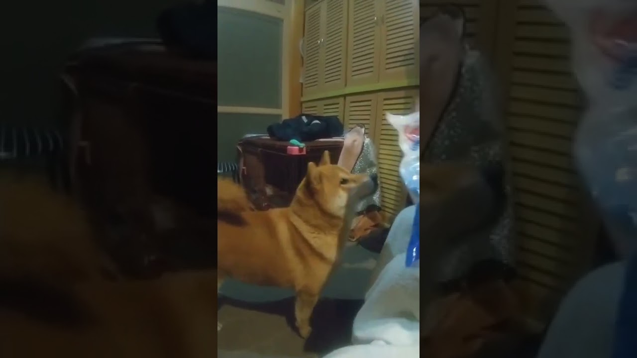 父の撮影した、柴犬しかまると母の会話