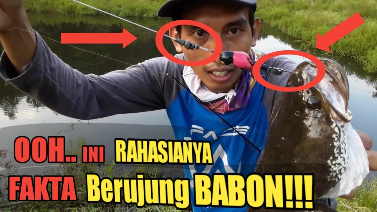 FAKTA!!!! Modifikasi Umpan  Casting Ikan Gabus 2021 Dengan Menggunakan Soft Frog