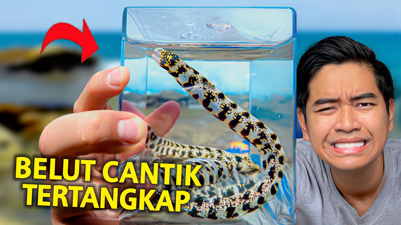 MANCING BELUT CANTIK LANGSUNG DI LAUT SURUT! LANGSUNG BAWA PULANG!