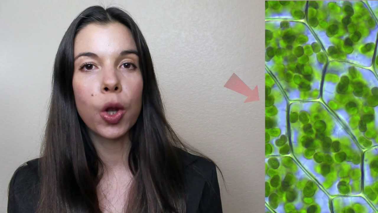 3 Mechanisms for Magnesium Deficiency