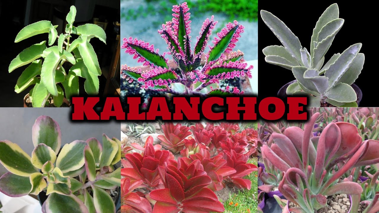 +30 ESPÉCIES DE KALANCHOE EXÓTICAS PARA IDENTIFICAÇÃO