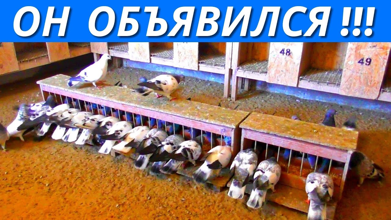 НЕТ такой породы голубей - 