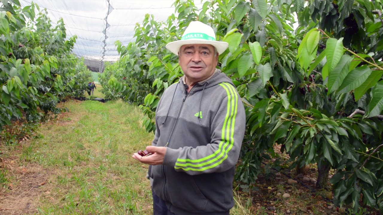El cultivo de la cereza en La Rioja. Jesús Viguera