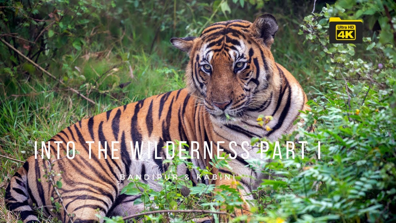 Into the Wilderness | Mix from Safaris in Kabini and Bandipur