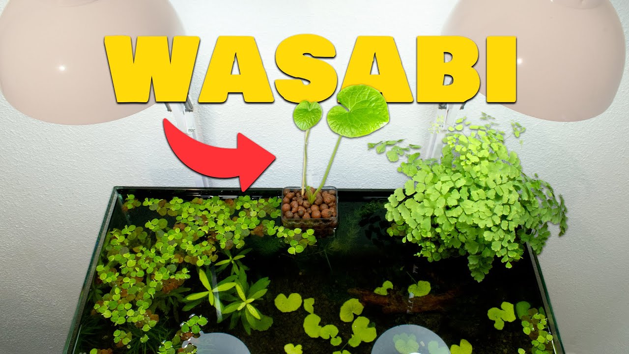 My First Walstad (no filter, no CO2) | Day 1-38