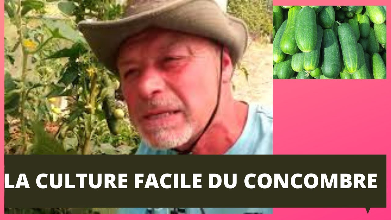 La variété de concombre Marketer