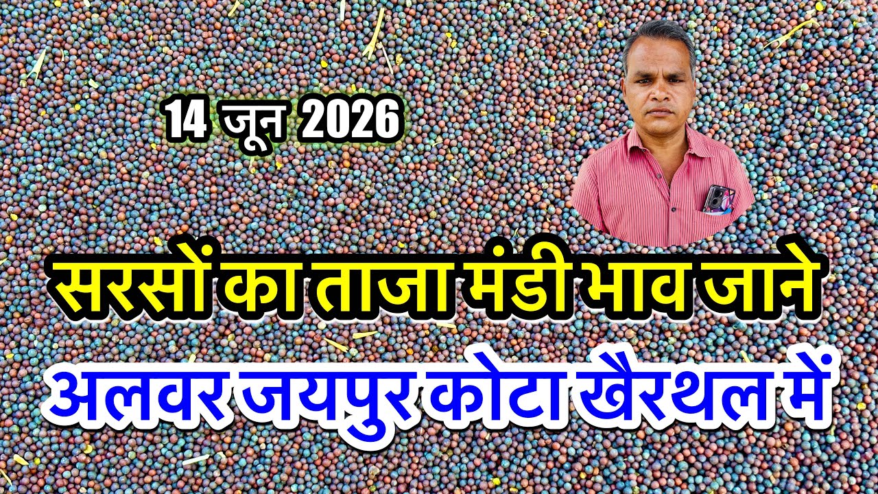 Sarson Ka Mandi Bhav Today, सरसों का ताजा भाव आज अलवर मंडी, सरसों में जबरदस्त तेजी मंदी देखें