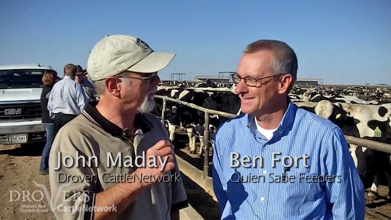 Turning Holsteins into finished beef steers
