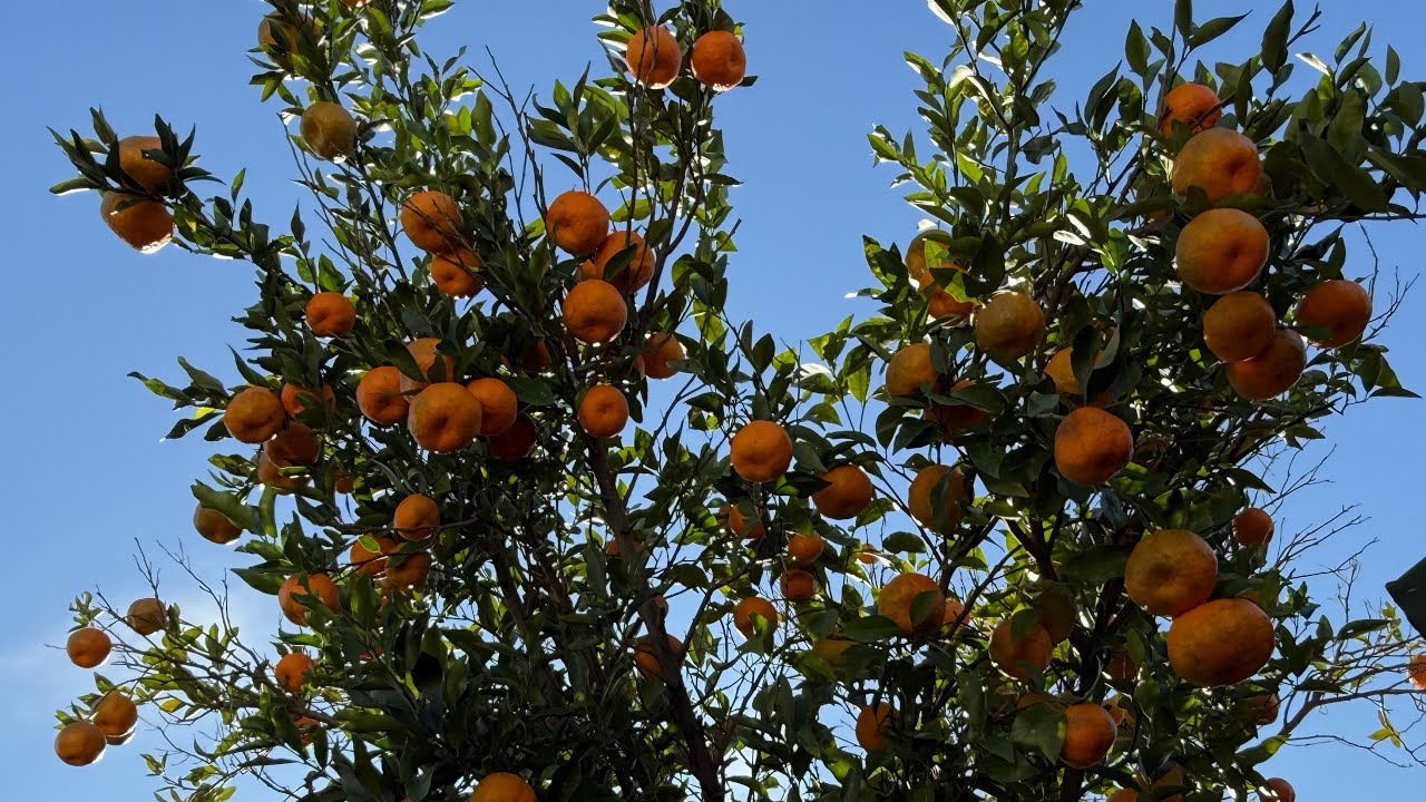 Harvesting backyard Mandarin, sweet and easy to peel. #mandarin #backyardgardening #mrpinoyaussie2