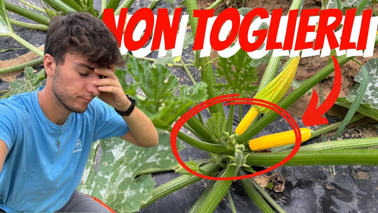 Coltivare le ZUCCHINE: NON‼️POTARE e fare SELEZIONE dei FIORI
