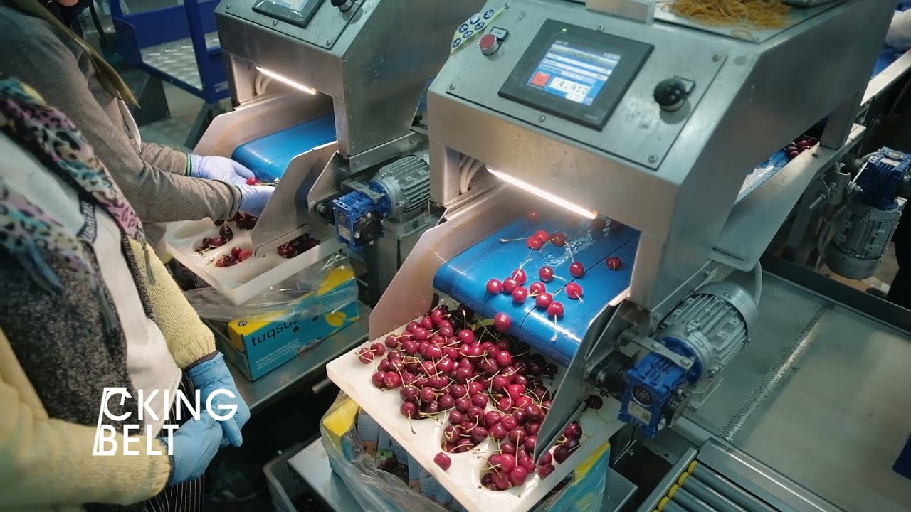 ICOEL - Cherry sorting installation 10 lanes
