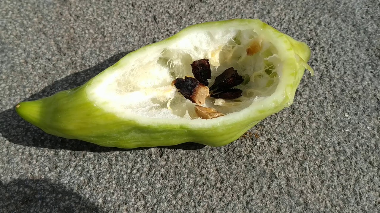 Caigua or Slipper gourd (Cyclanthera pedata)
