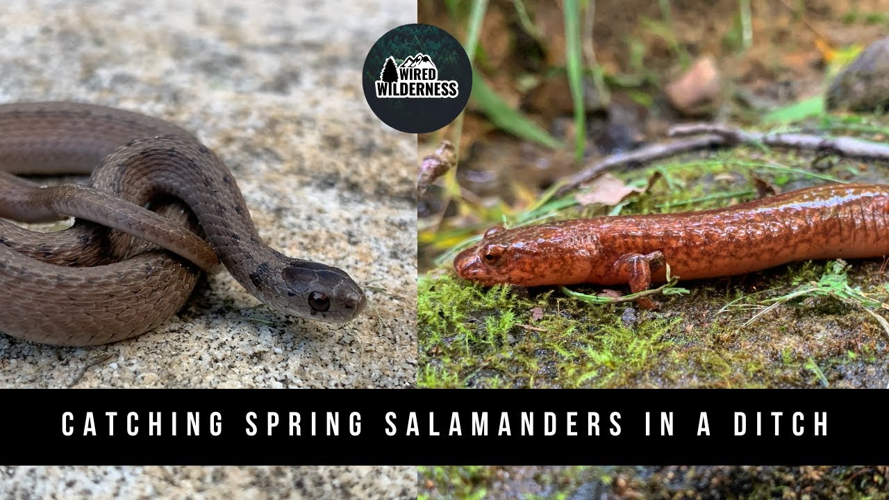 Catching Spring Salamanders in a Ditch | Herpetology | Wired Wilderness Vlog