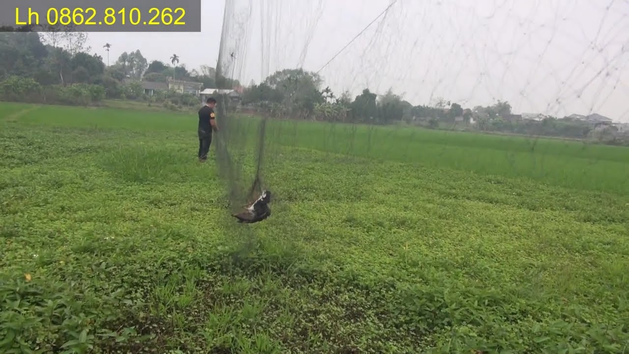 Bẫy Chim Cuốc Ta bằng mẫu lưới nào? ( Anh em tham khảo cách đánh hiệu quả )