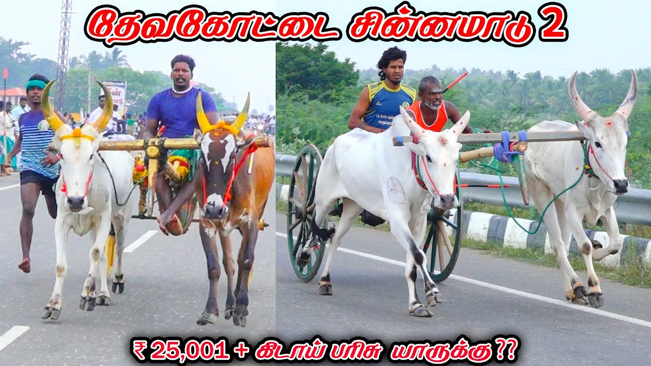 2தேவகோட்டை-சின்னமாடு-பந்தயம்_16.11.2025_V_Photography