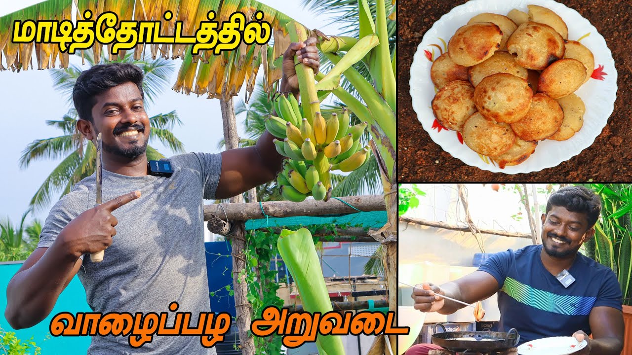 மாடித்தோட்டத்தில் வாழைமரம் வளர்ப்பு | HOW TO GROW BANANA TREE IN ROOF TOP GARDEN | BANANA HARVESTING