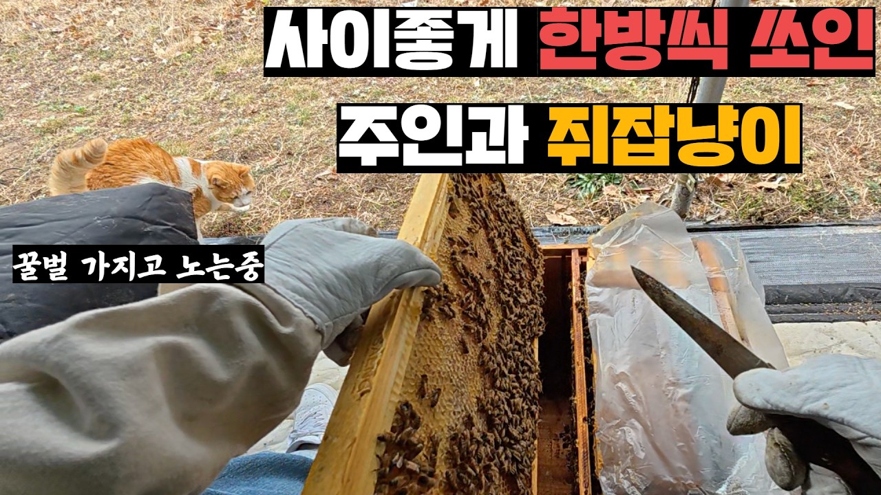 겨울잠에서 깨운지 한달 반 만에 양봉벌들과 토종벌 확인하기(feat.체리)