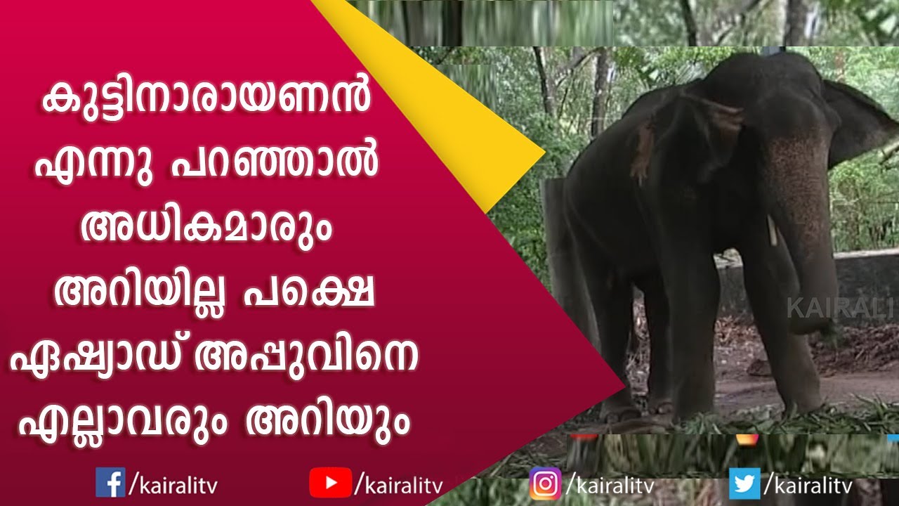 ഗുരുവായൂർ കേശവനേക്കാൾ പ്രശസ്തനായ  മറ്റൊരു കൊമ്പൻ കേരളത്തിലുണ്ടാരുന്നോ? | Asiad Appu | E for Elephant