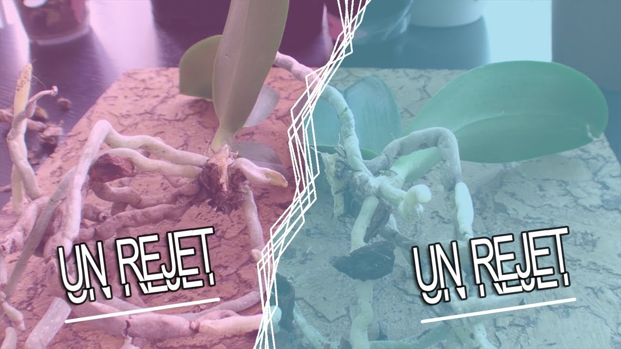 [Orchidées]Séparer les Rejets ou Keikis de votre orchidée + BONUS
