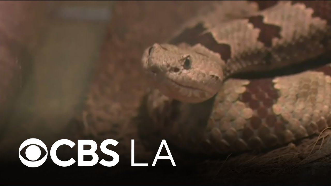 Woman bitten by rattlesnake in Palos Verdes Estates as California experiences increase in encounters