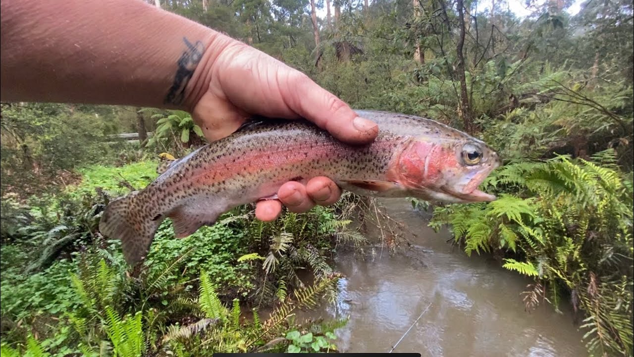 DANDENONG RANGES - Rainbow Trout 🎣 🐟 🇦🇺