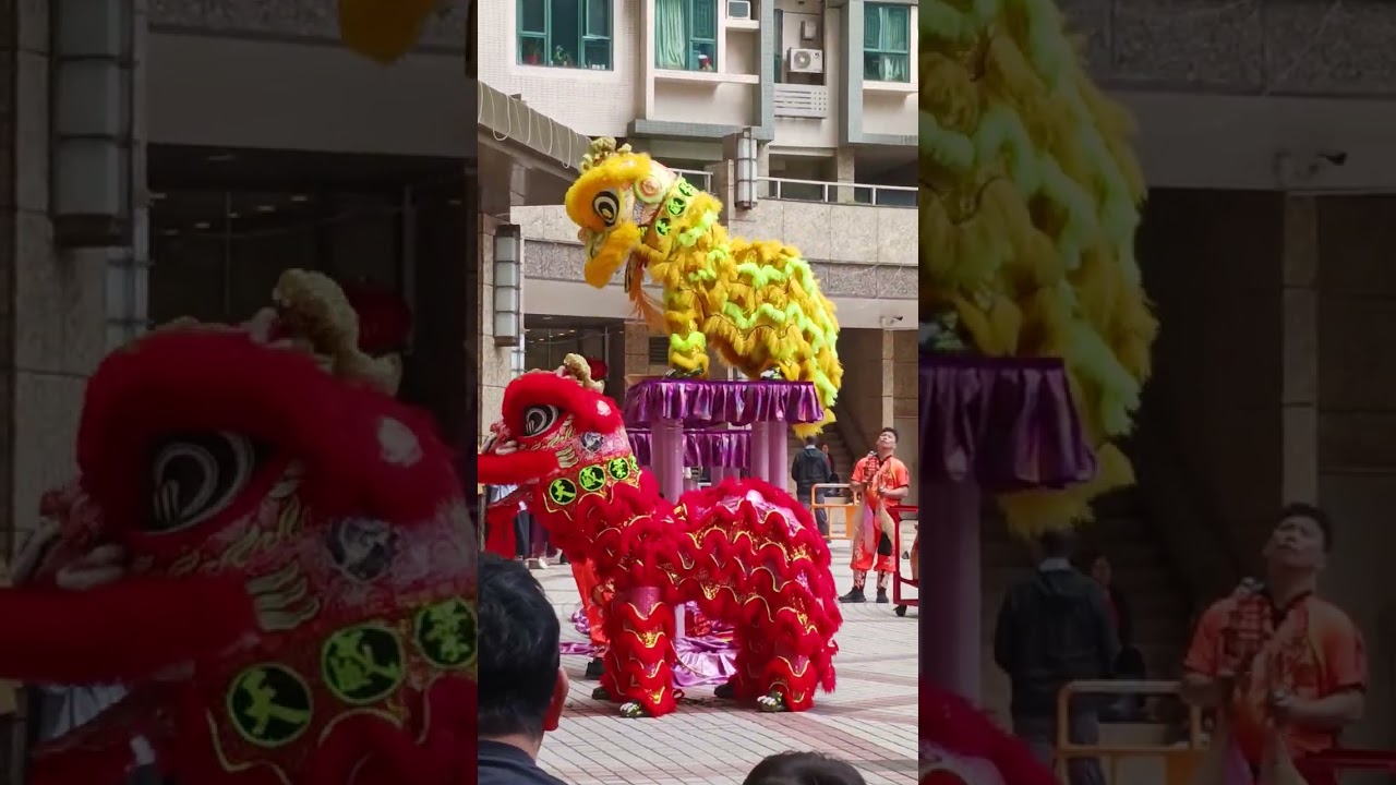 hari raya imlek  menonton barongsai. 