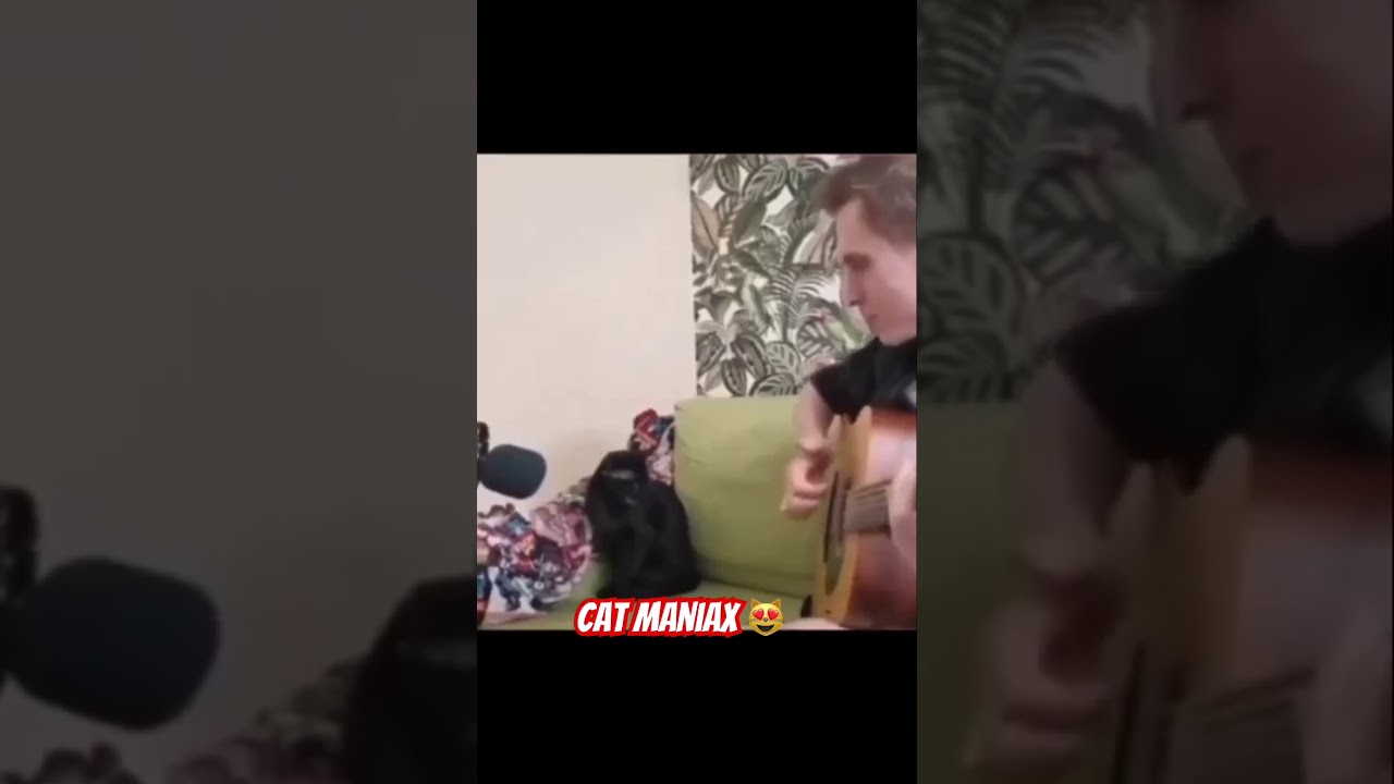 Best Vocal Singer Cat 2 #shorts #short #catmania #cat  #singer  #crazycat  #funny  #cats