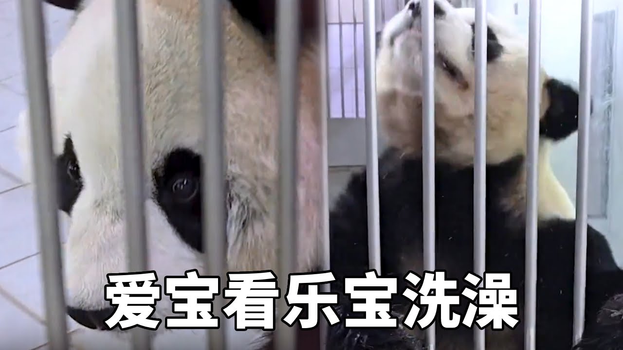 爱宝看乐宝洗澡都出现桃花眼了，乐宝站起身子一抖擞，这操作简直帅炸了！#蛙探#熊猫#国宝